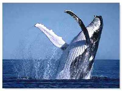 20091110143527-ballena.jpg
